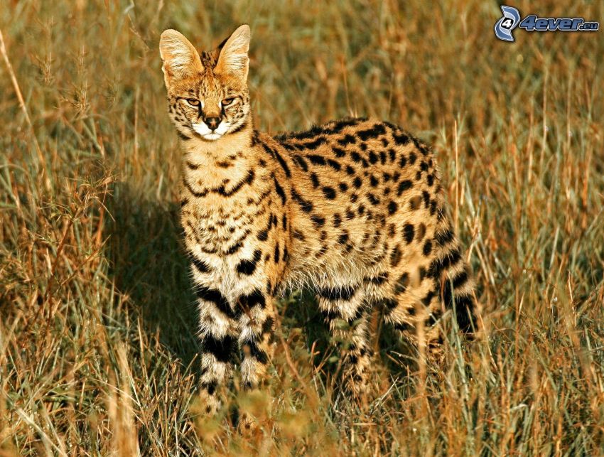 Serval, magas fű