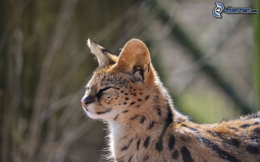 Serval