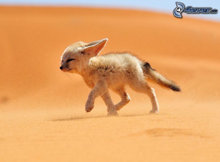 sivatagi róka, homok