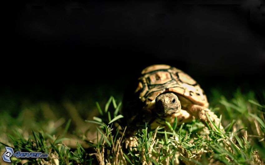 teknősbéka, fű