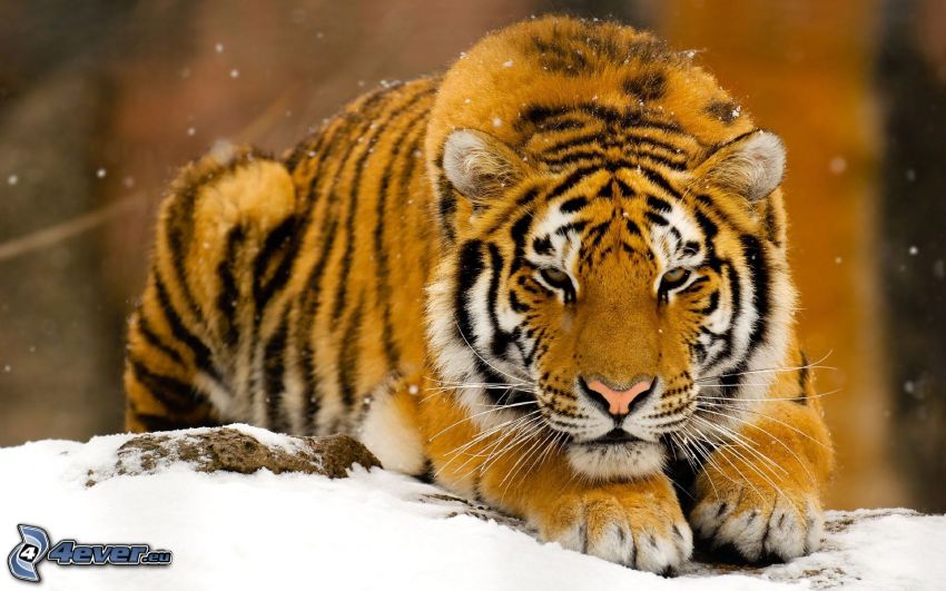 tigris, hó