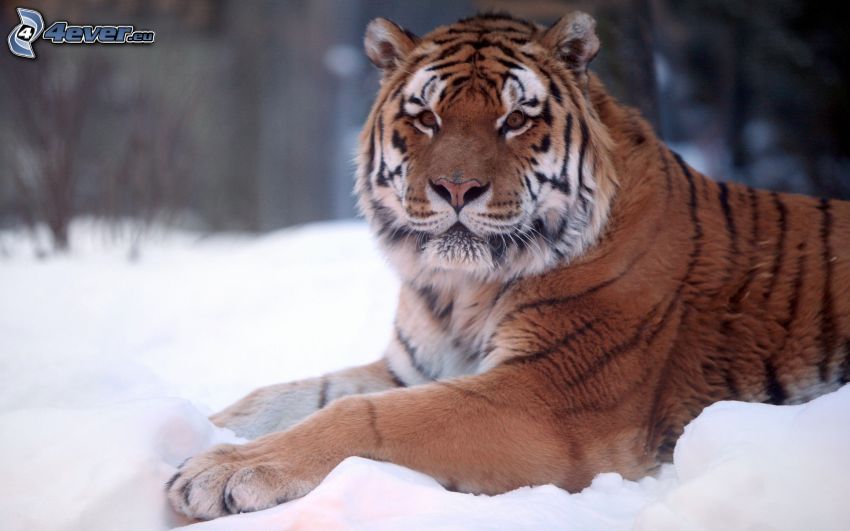 tigris, hó