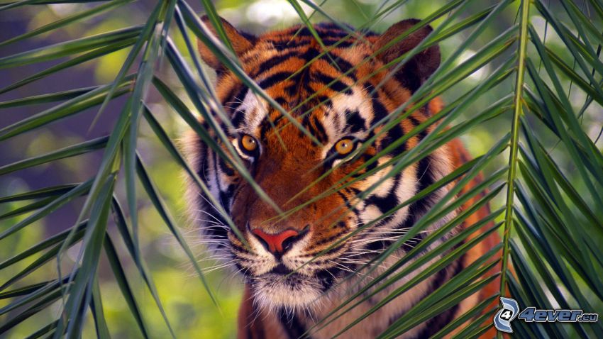 tigris, levelek