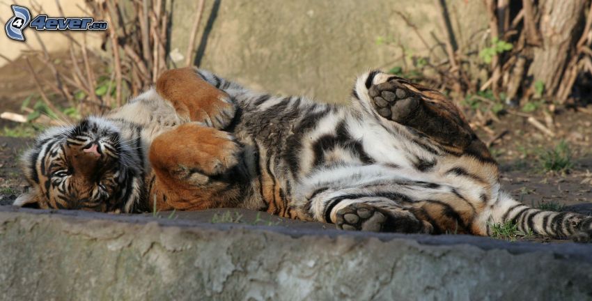tigris, pihenés