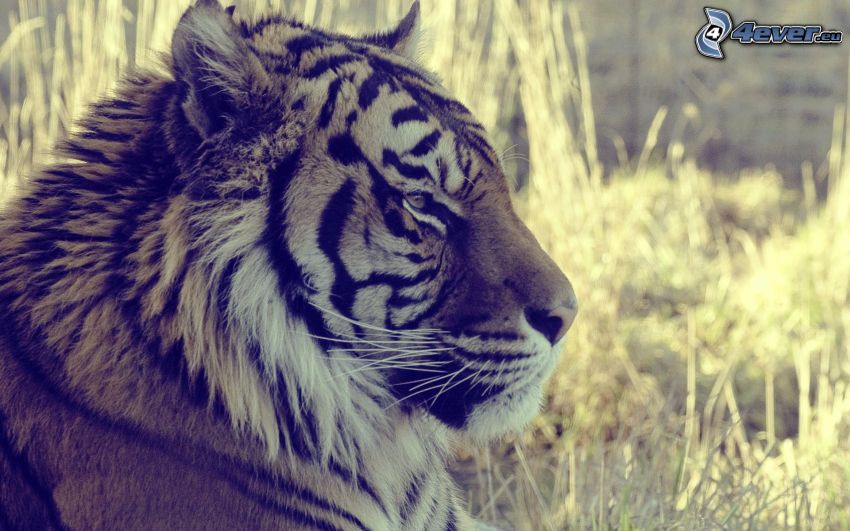 tigris