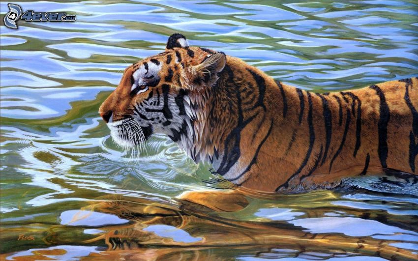 tigris a vízben