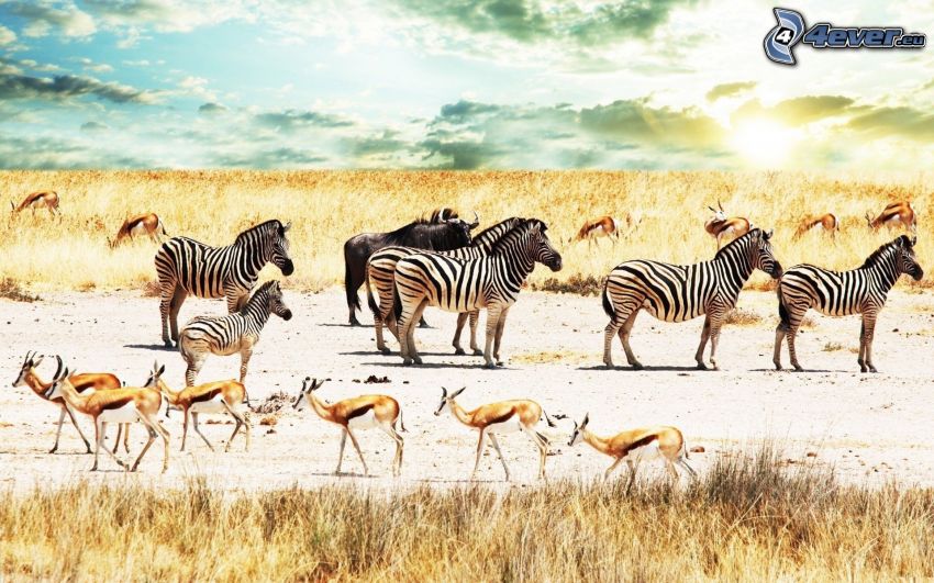 zebrák, antilopok, bölény, szavanna, száraz fű