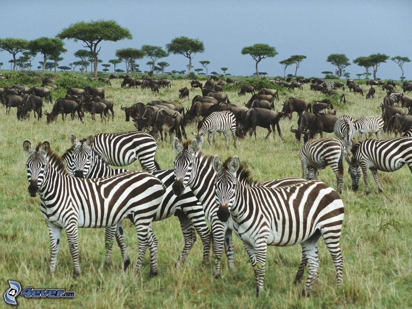 zebrák, gnú, szavanna, Afrika, természet
