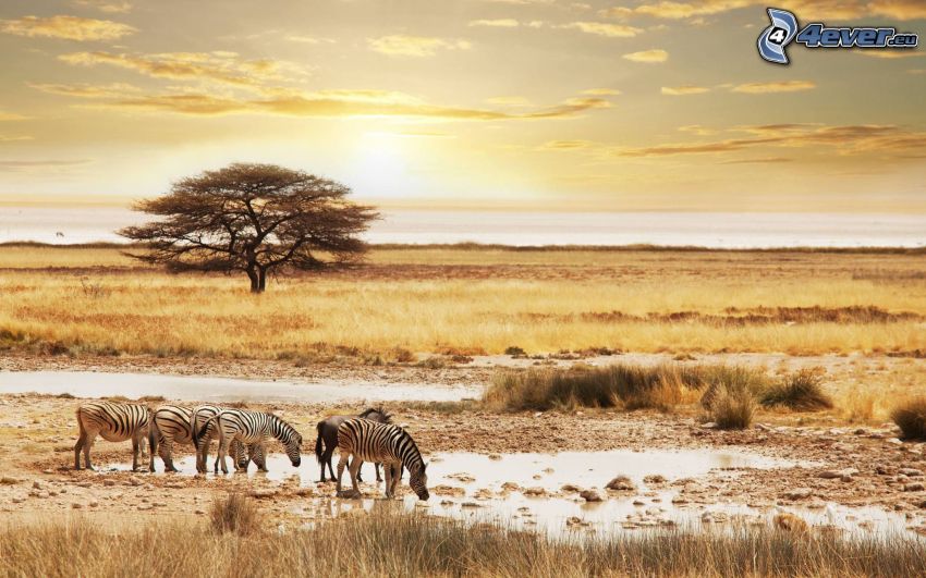 zebrák, safari, száraz fű