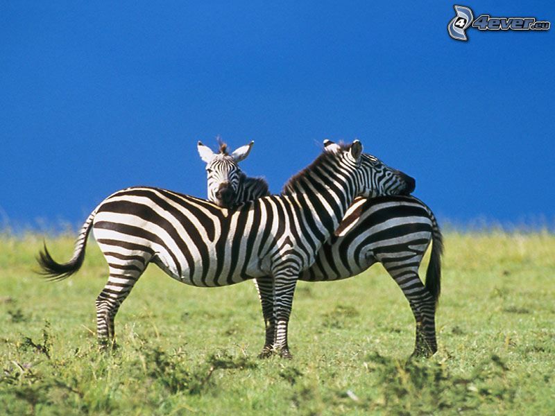 zebrák