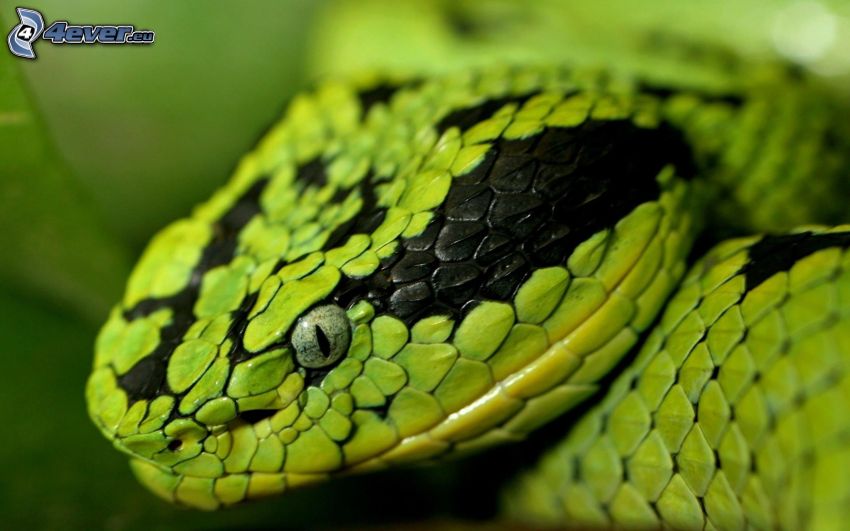zöld kígyó