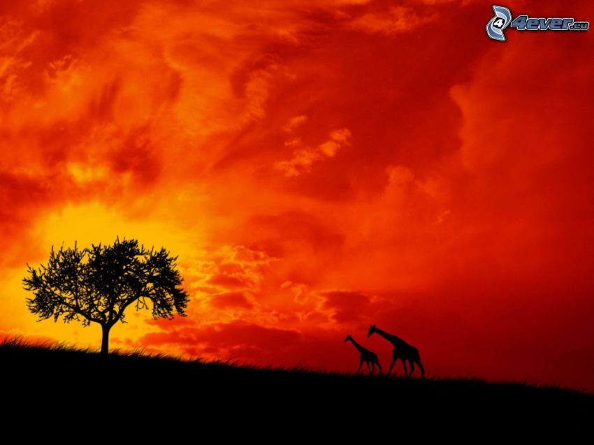 zsiráfok sziluettjei, magányos fa, vörös égbolt