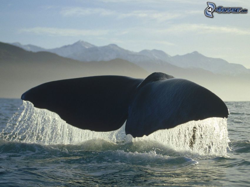 bálna farok