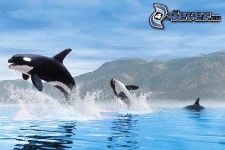 bálnák, kardszárnyú delfinek