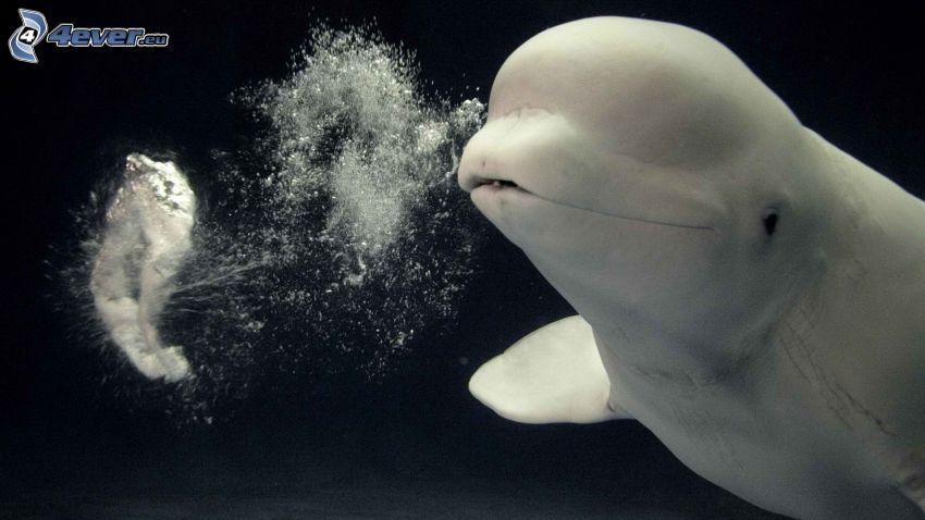 beluga (fehér delfin), víz