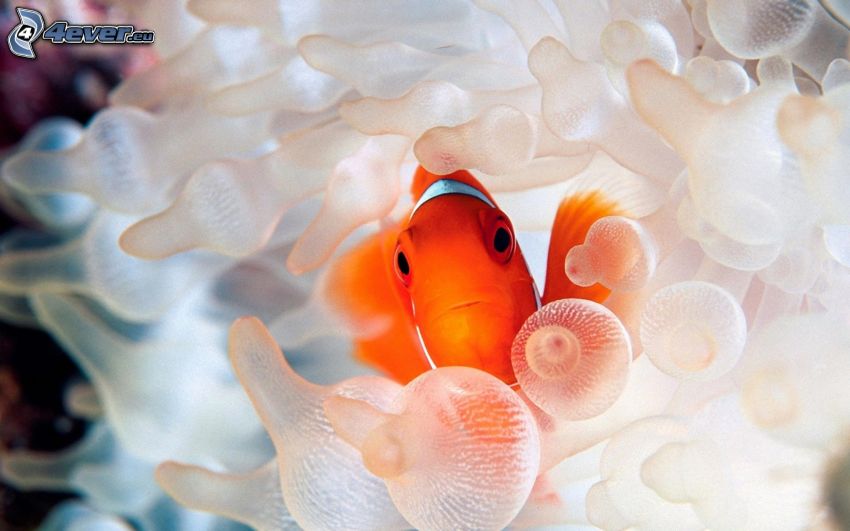 bohóchal, tengeri rózsák