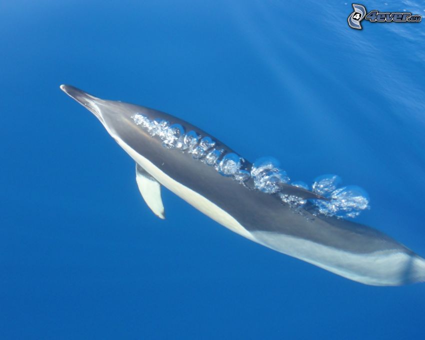 delfin, buborékok