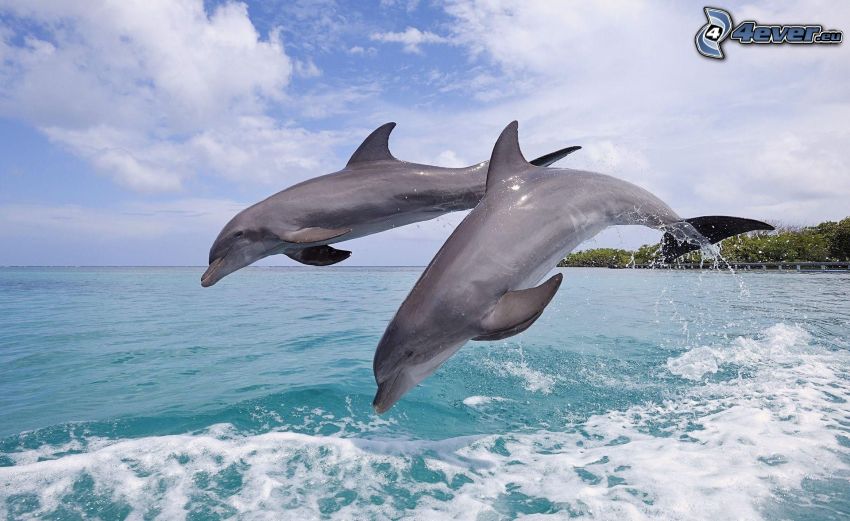delfinek, ugrás, azúrkék tenger