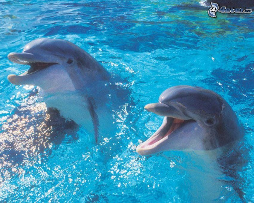 delfinek