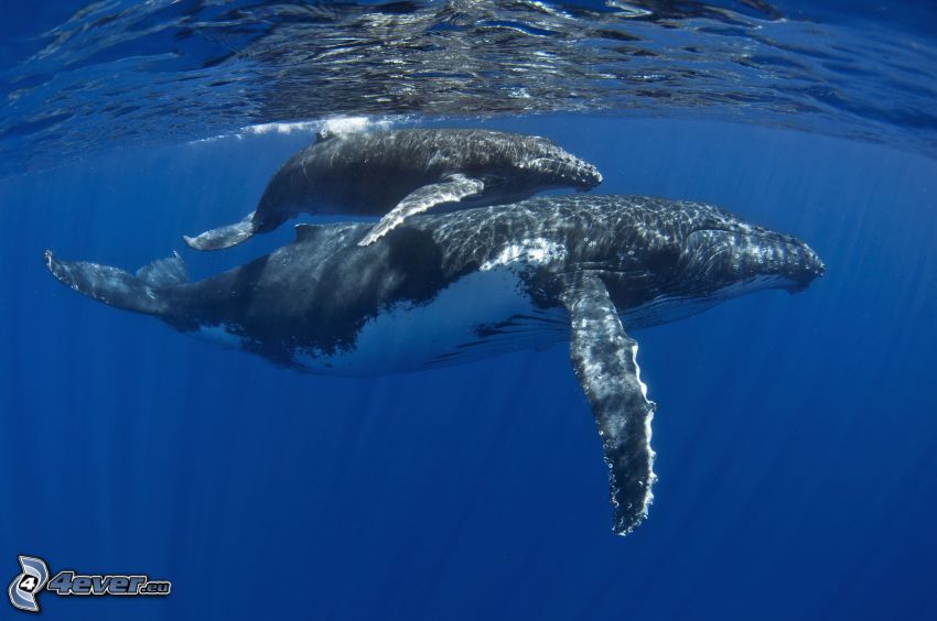 hosszúszárnyú bálna, kölyök