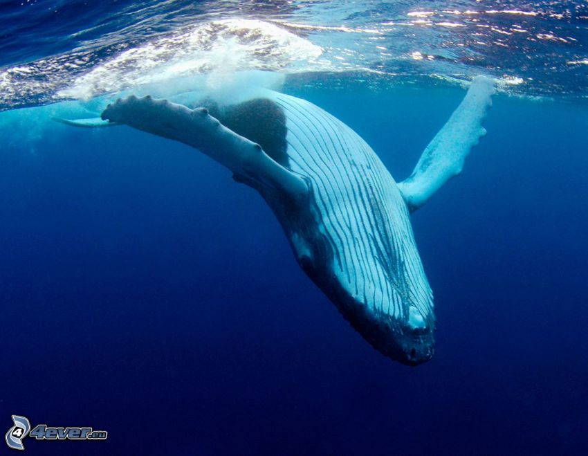 hosszúszárnyú bálna, tenger