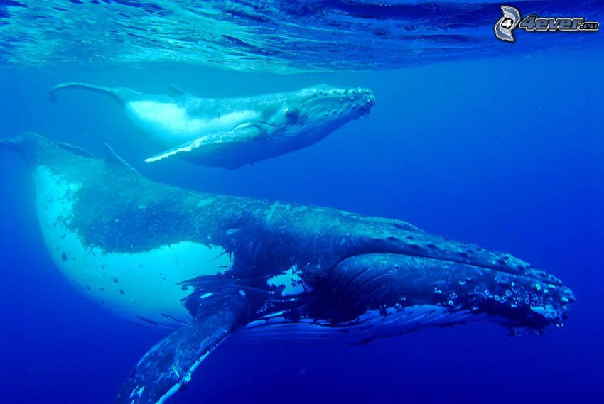 hosszúszárnyú bálna