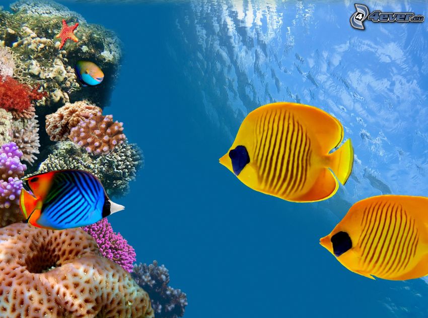 korallhalak, sárga halak, korallok