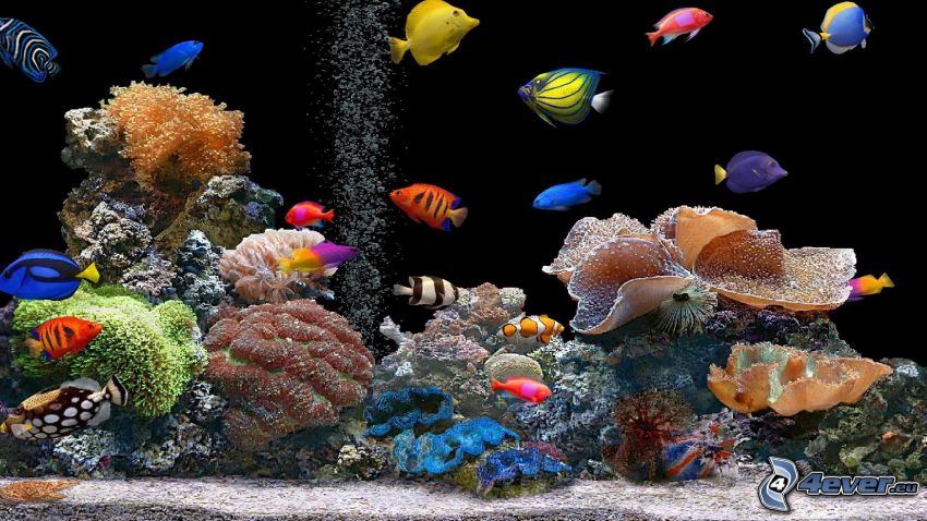 korallhalak, színes halak, korallok, akvárium
