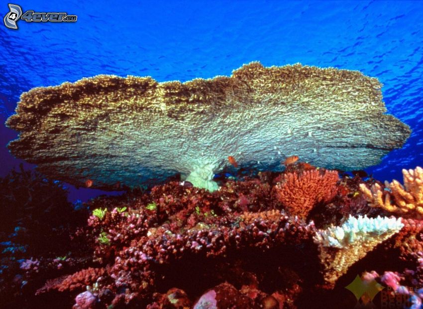 korallok