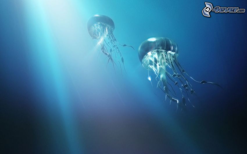 medúzák, fény