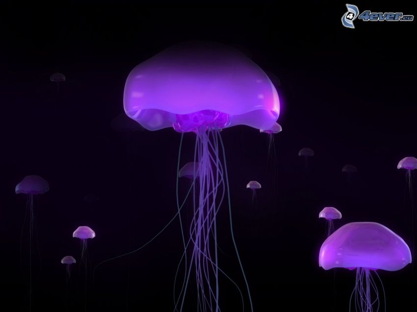 medúzák, lila