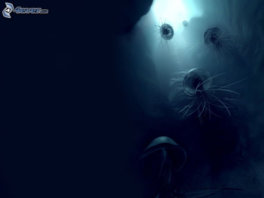 medúzák, tenger