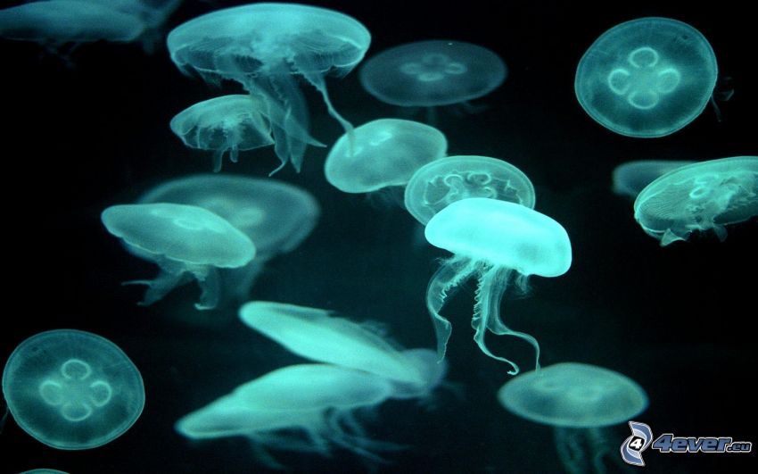 medúzák