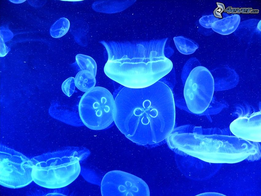 medúzák