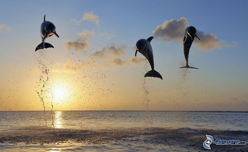 ugró delfinek, napnyugta, tenger
