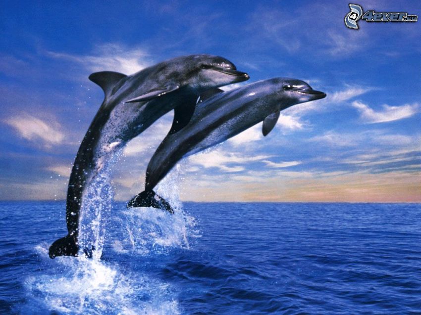ugró delfinek, tenger, óceán, nap