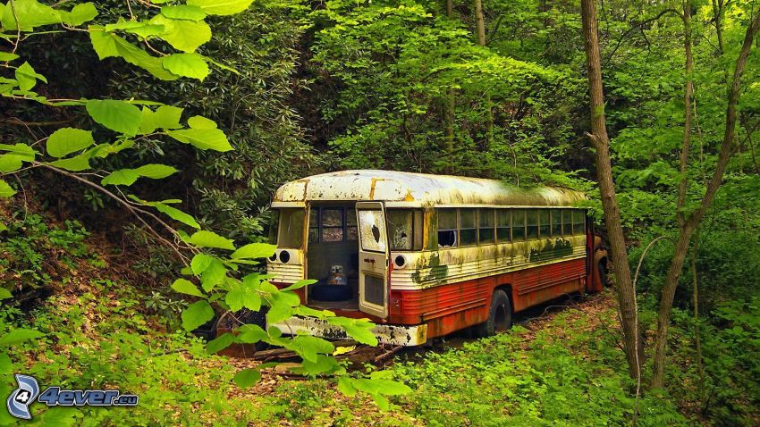 autóbusz, roncs, erdő