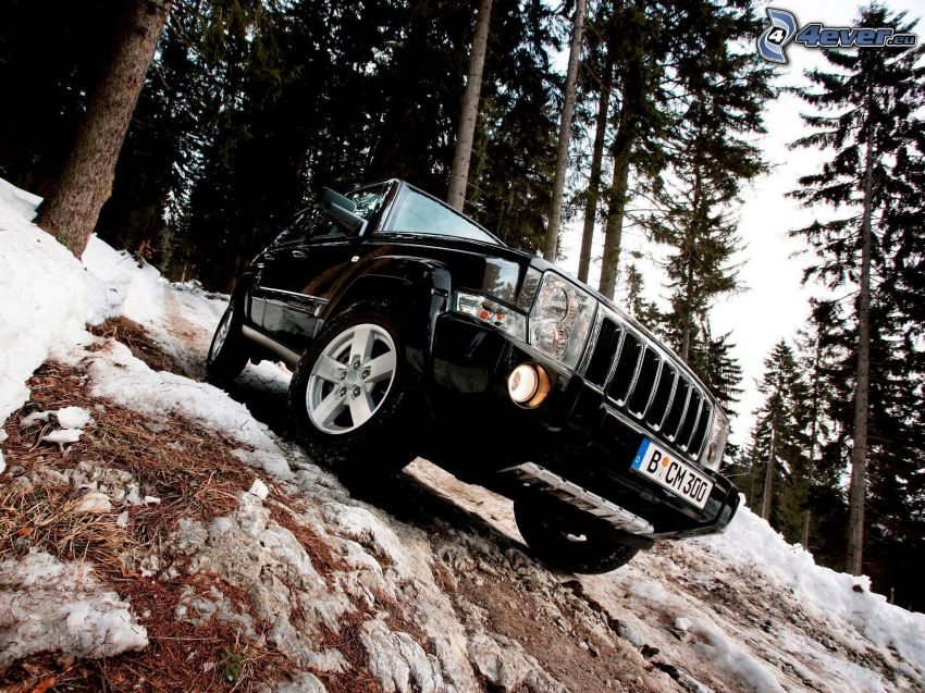 Jeep Comander, terep, havas tűlevelű erdő
