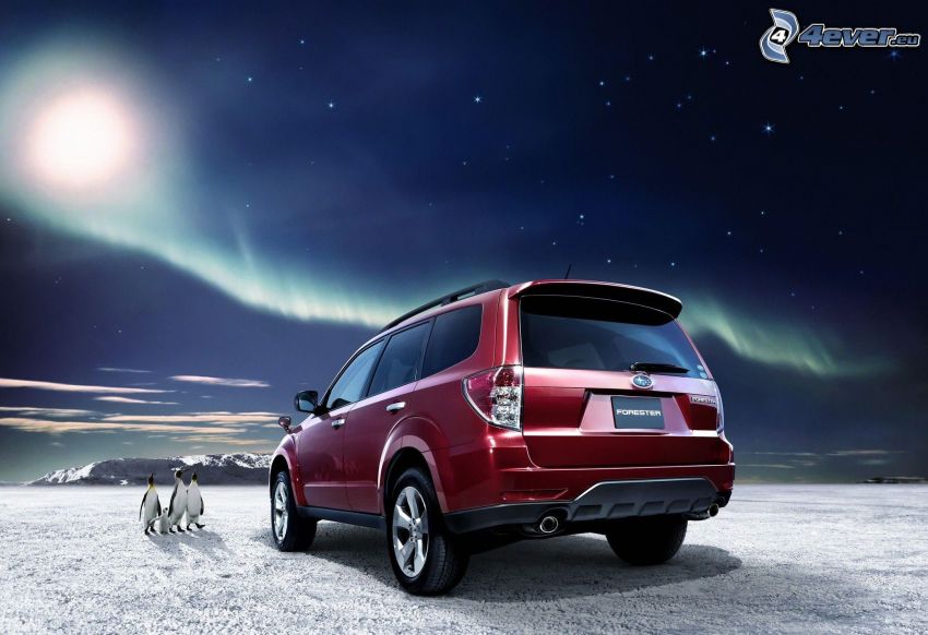 SUV, Subaru Forester, pingvinek, hó, csillagos égbolt