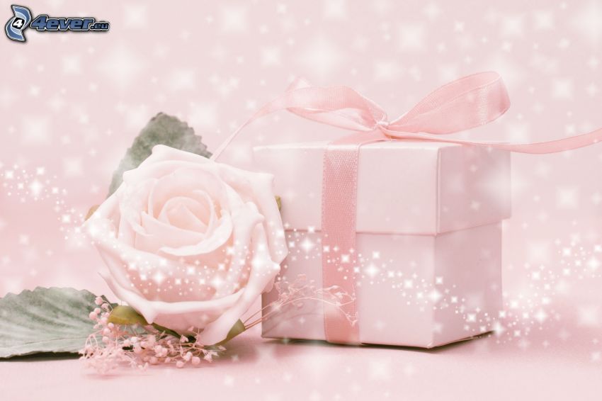 ajándék, rózsaszín rózsa