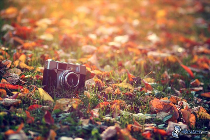fényképezőgép, fű, száraz levelek