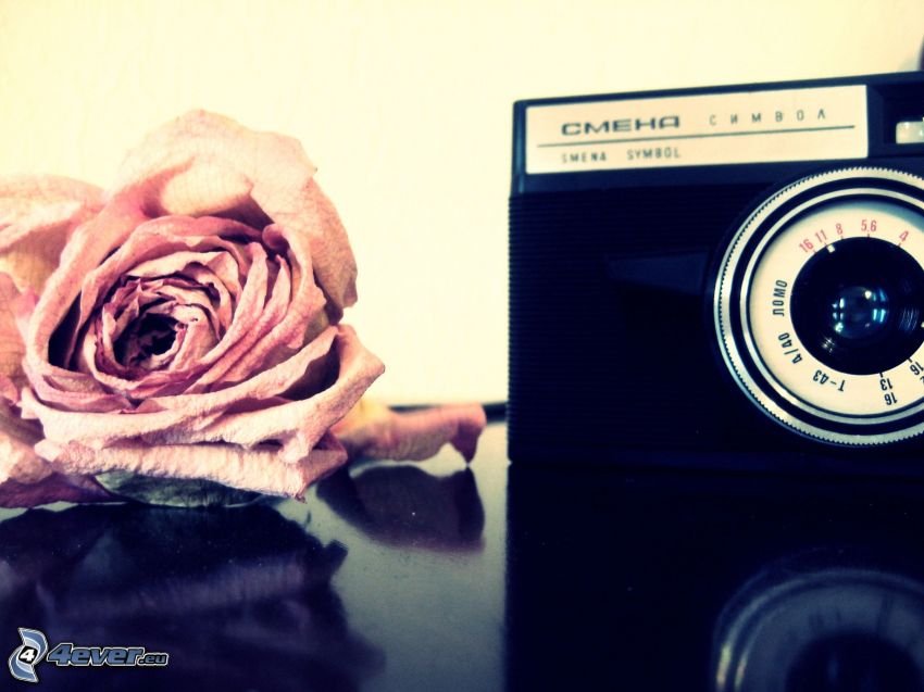 fényképezőgép, rózsa