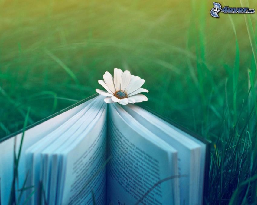 könyv, virág, fű
