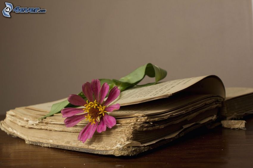 régi könyv, rózsaszín virág