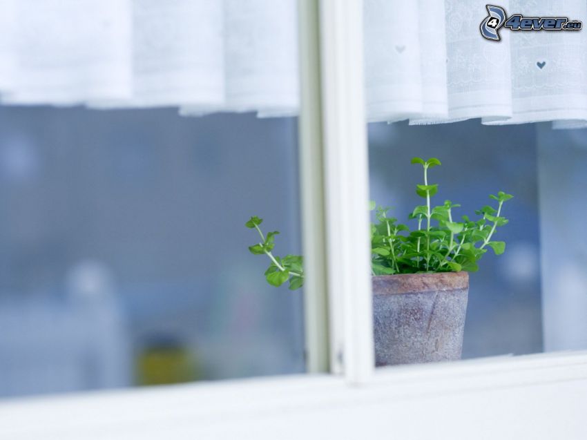 virágcserép, gyógynövények, ablak