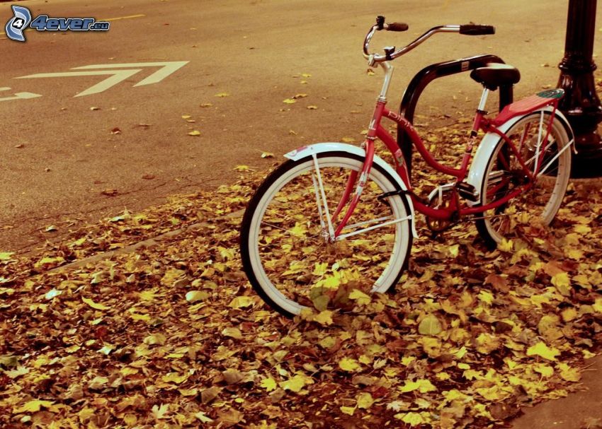 kerékpár, sárga levelek