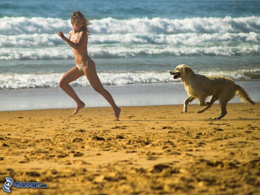 futás, nő, Labrador, strand