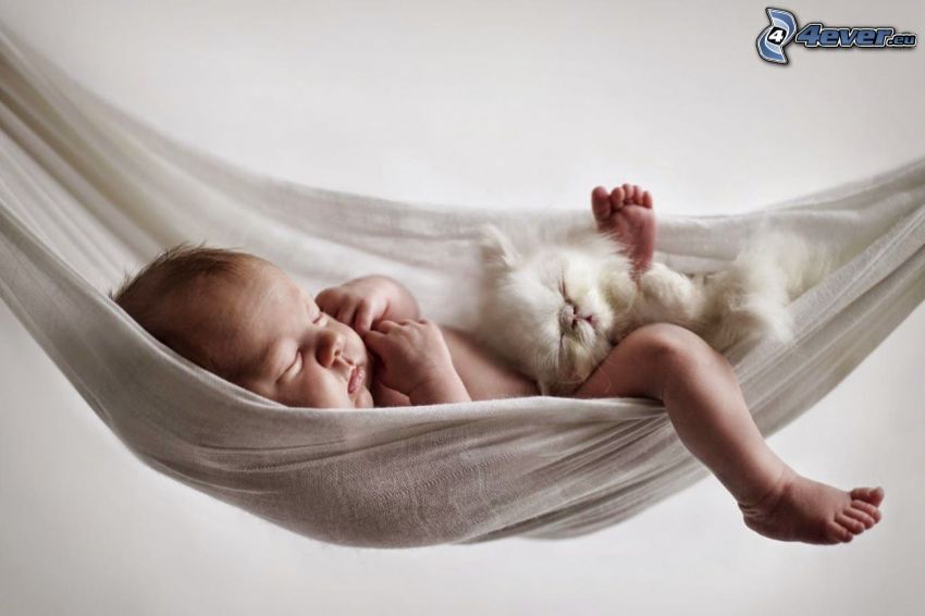 alvó baba, fehér kiscica, függőágy