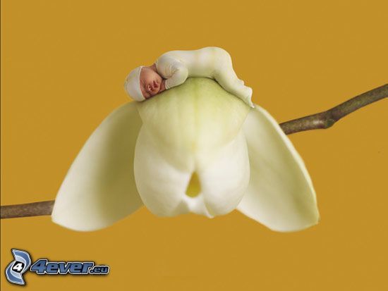 alvó baba, Orchidea