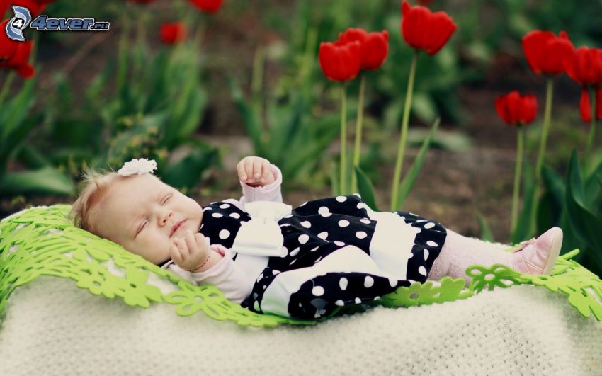 baba, lány, alvás, piros tulipánok